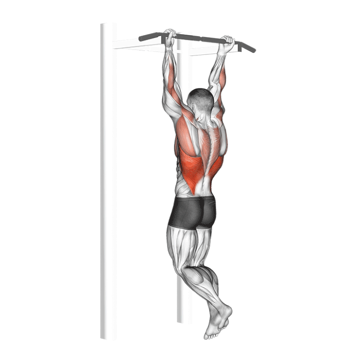 Exercice Tractions prise supination