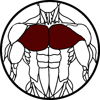 Pectoraux